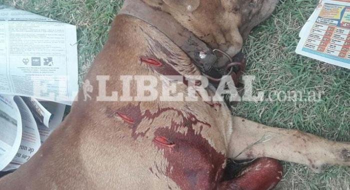 Se enojó porque un perro le ladró y le perforó el pulmón de una puñalada