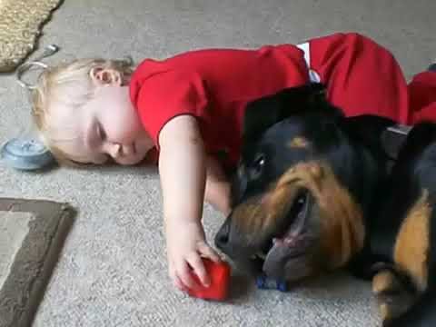 Un perro rottweiler cuidó toda la noche a un bebé abandonado y le salvó la vida