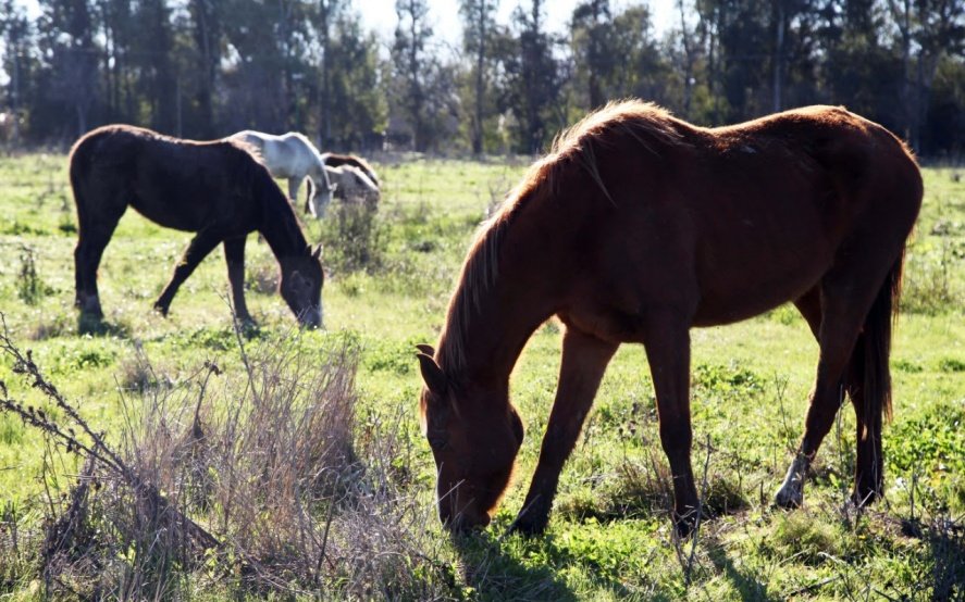 Protección animal: ya son 160 los caballos rescatados del maltrato y el abandono en La Plata