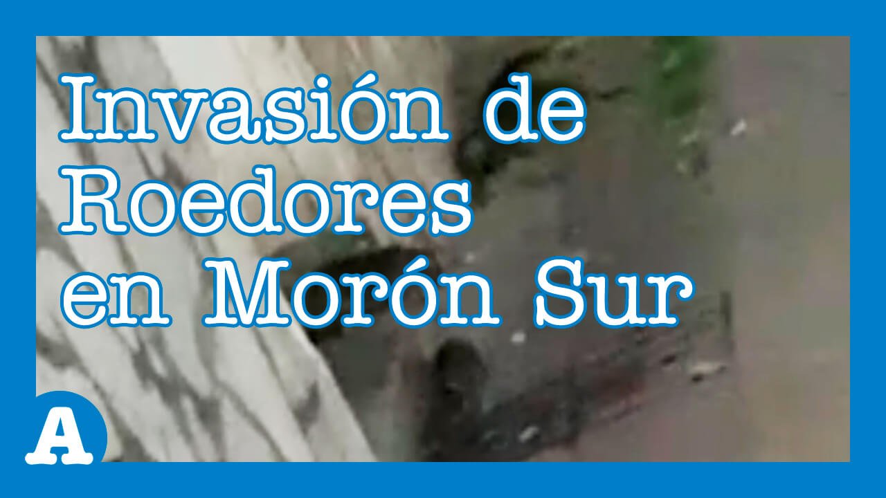 Morón: Invasión de Roedores Altera un Barrio de Haedo. Se trata de uno de los barrio de Morón Sur, exactamente ocurre en la calle Magnasco al 1.100. Los vecinos están preocupados por las enfermedades que transmite los roedores. Dicen que nadie los escucha.