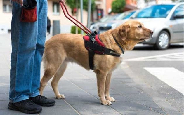 Cruzada solidaria para que un estudiante ciego de La Plata tenga su perro lazarillo