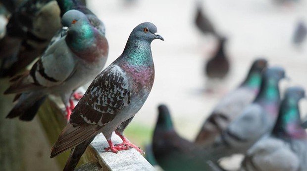 Pánico por invasión de palomas en un colegio de La Plata