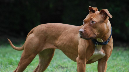 Morón: Un perro pitbull atacó a una bebe de siete meses