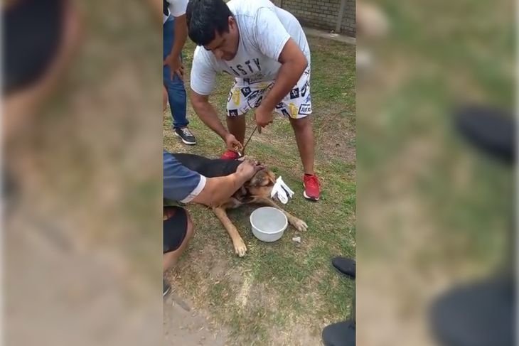 La Plata: le dieron un flechazo a un perro y piden ayuda para salvarlo