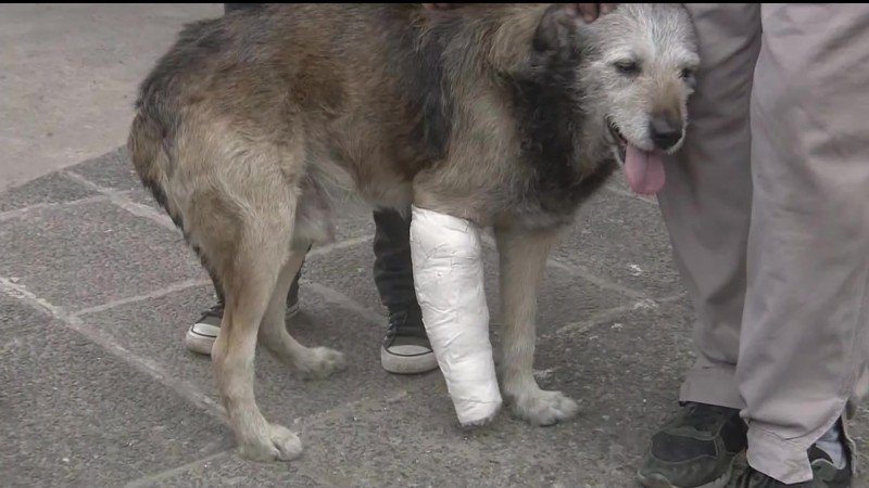 VIDEO | Un hombre atropelló a propósito a un perrito en Morón