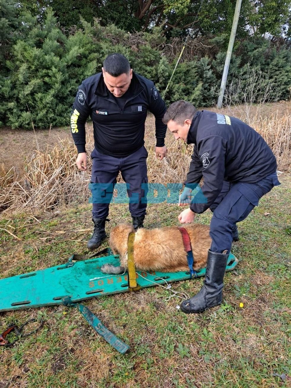 Bomberos de La Plata rescataron a una perrita ciega que se estaba ahogando en una zanja