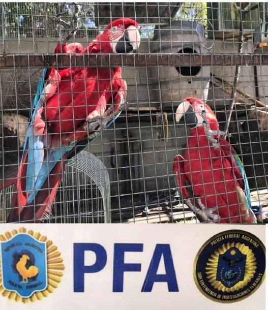 Allanamiento en Morón: rescataron aves en peligro de extinción