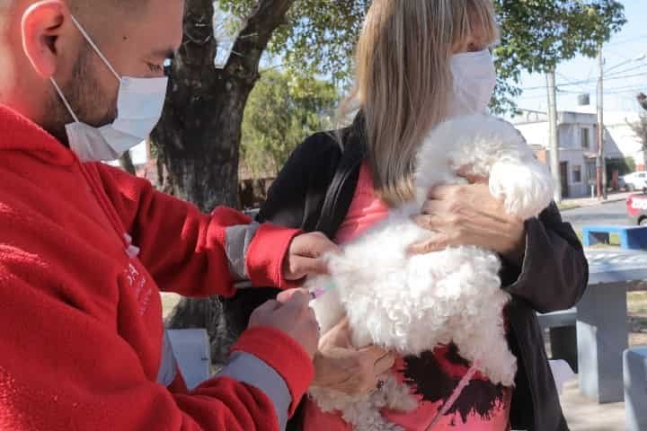 Jornada de vacunas antirrábicas gratuitas para mascotas en veterinarias