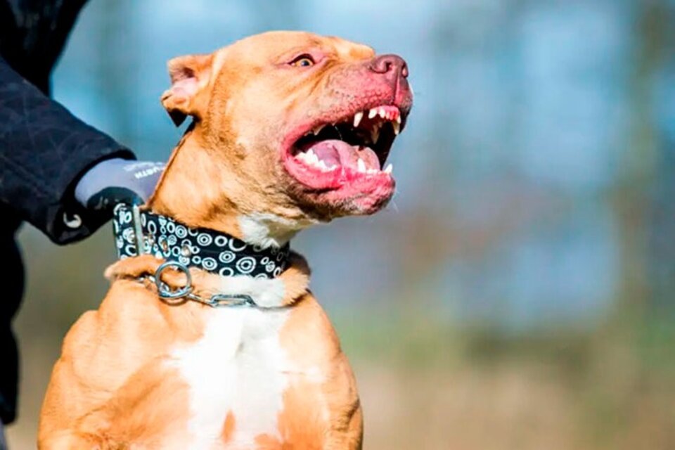 Córdoba: una mujer fue atacada por su pitbull y evalúan amputarle los dos brazos