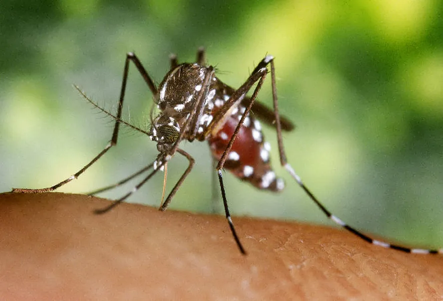 Dengue en La Plata: Una mujer murió y hay 5 casos confirmados con síntomas