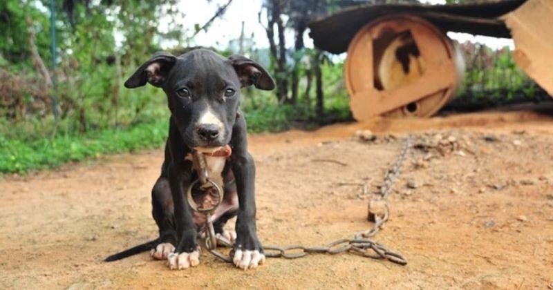 Maltrato animal: “Lo principal es involucrarse”. Un tema que preocupa.