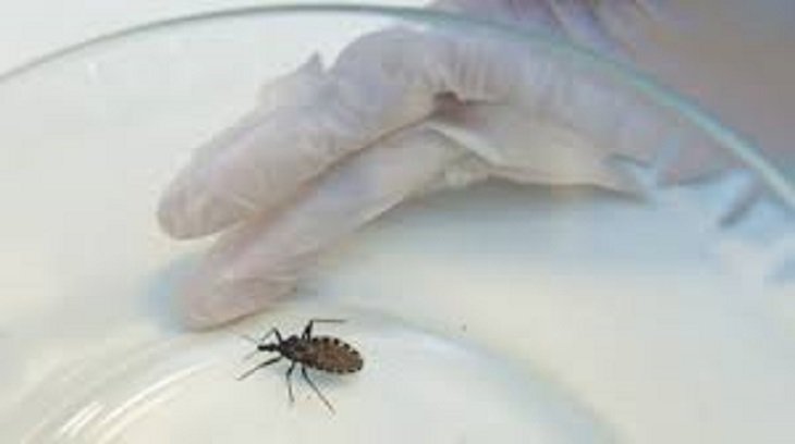 Chagas, informe.