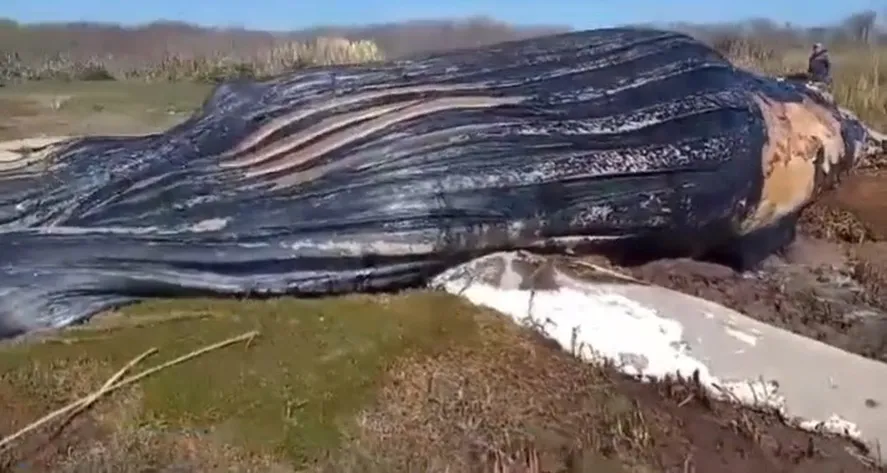 Hallan una ballena muerta en la costa del Río de la Plata