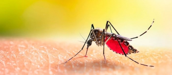 Experts which could combat blood-feeding insects.