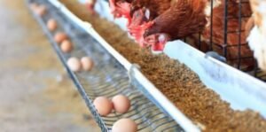 Gallinas. La creciente demanda de huevos en Argentina.