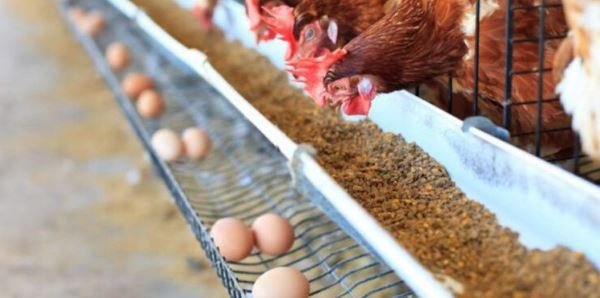 Gallinas. La creciente demanda de huevos en Argentina.