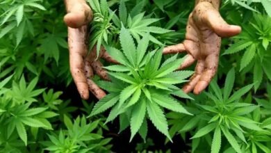 Cannabis. Complica el acceso al cannabis medicinal.