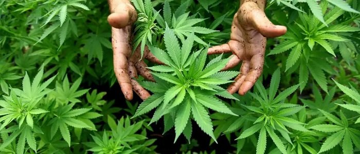Cannabis. Complica el acceso al cannabis medicinal.