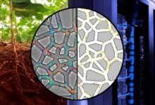 Científicos desarrollaron dispositivos microfluídicos.