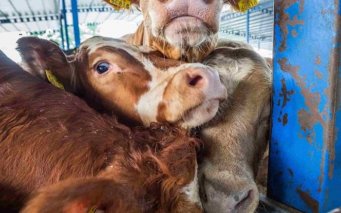 Exportación de animales vivos para faena.