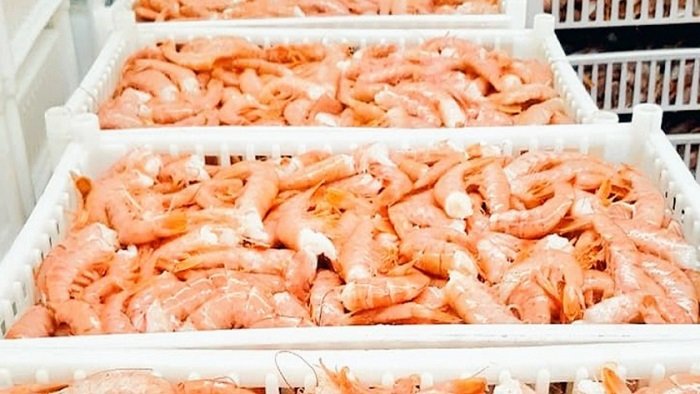 La industria nacional confirmó que importará estos crustáceos.