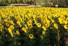 Girasol. La agricultura enfrenta desafíos crecientes.