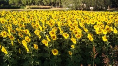 Girasol. La agricultura enfrenta desafíos crecientes.