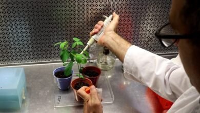 Químico. Biofertilizantes editados.