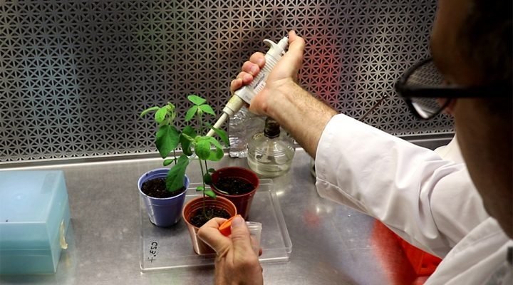 Químico. Biofertilizantes editados.