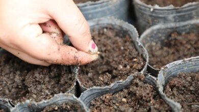 Taller de germinación de semillas para las personas adultas.