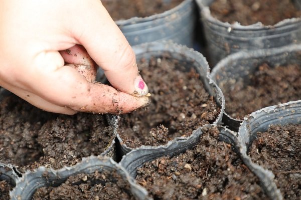 Taller de germinación de semillas para las personas adultas.