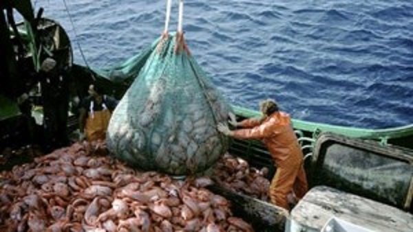 Argentina como el segundo productor de calamar en Sudamérica