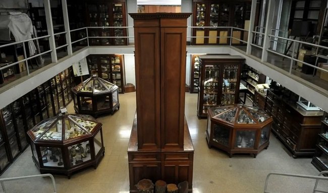 El Museo de Farmacobotánica “Juan A. Domínguez”.