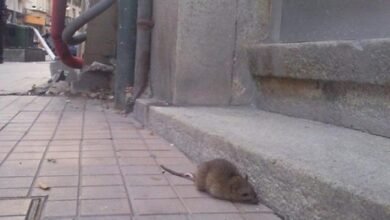Ratas. La presencia de ratas, ratones y lauchas aumenta.