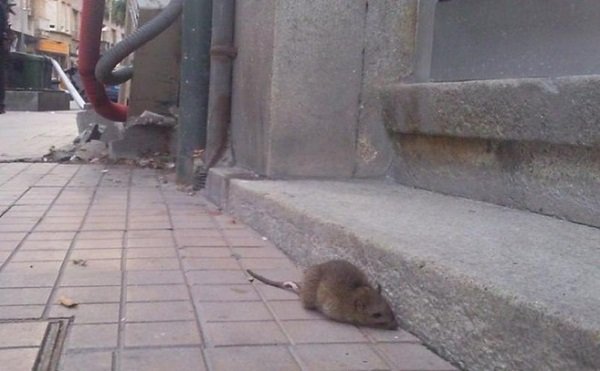 Ratas. La presencia de ratas, ratones y lauchas aumenta.