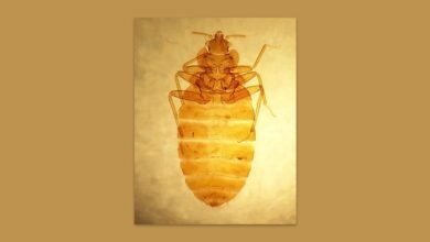 Plagas. Droga muestra eficacia contra insectos.