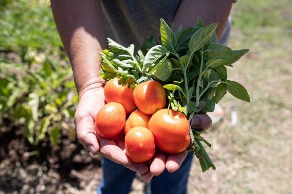 Programa clave para la soberanía alimentaria.