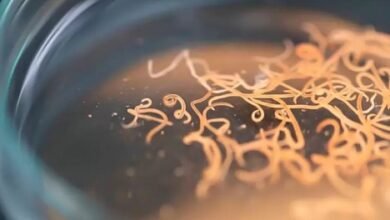 Parásitos: una amenaza ligada a la desigualdad socioambiental.