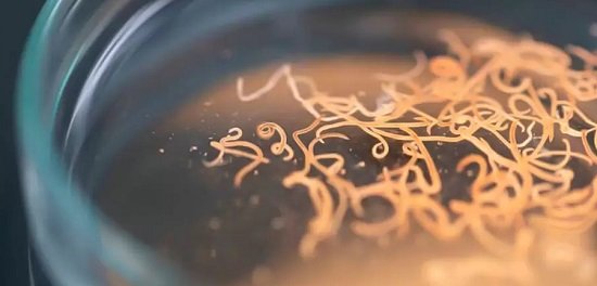 Parásitos: una amenaza ligada a la desigualdad socioambiental.