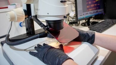 Regeneración. Mecanismo clave para la regeneración de plantas.