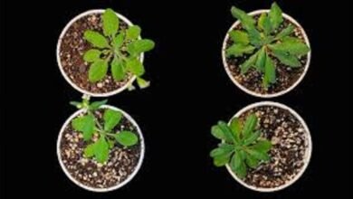 Proteína con potencial impacto en agricultura y oncología.