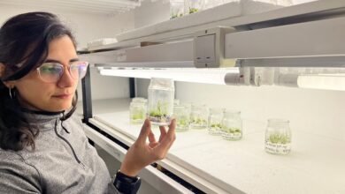 Ciencia. Avance en el mejoramiento de la cebada.