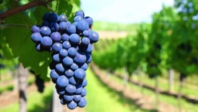 Vitivinícola. Análisis de la caída del mercado interno.