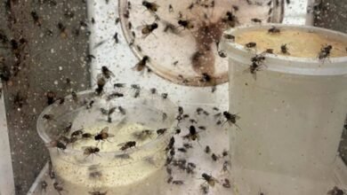 Moscas resistentes: alertan por mutaciones genéticas.