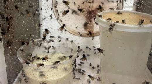 Moscas resistentes: alertan por mutaciones genéticas.