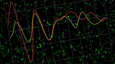 El reloj biológico constituye uno de los sistemas más complejos.