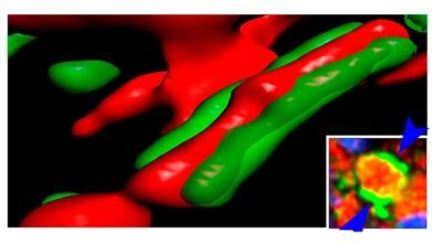 Avances científicos abrieron nuevas perspectivas terapéuticas.