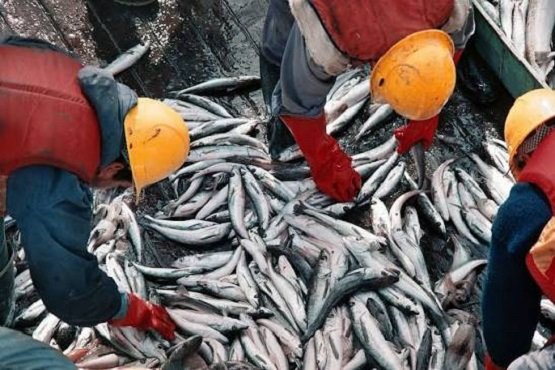 Pesca. Récord de capturas y exportaciones.