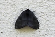 Polillas. Alerta sanitaria en Zona Norte.