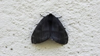 Polillas. Alerta sanitaria en Zona Norte.